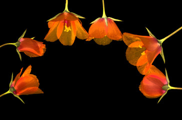 a row of small flowers on a black background