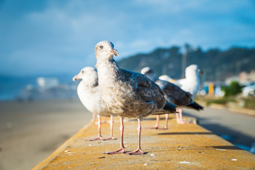 Seagulls enjoying a warm day on the beach