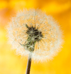 Dandelion with a seed macro on a yellow background