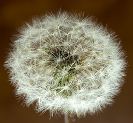 Dandelion with seed macro on a brown background
