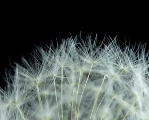 Foto op Plexiglas Dandelion with macro seeds on a black background © donikz