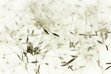 Dandelion with a seed macro on a white background