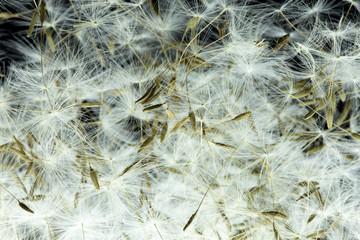 Dandelion with macro seeds on a black background