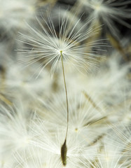 Fototapeta na wymiar Dandelion with macro seeds on a black background