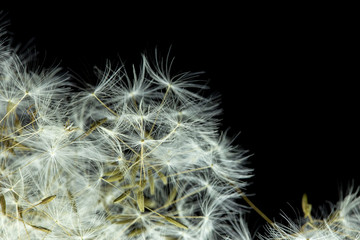 Dandelion with macro seeds on a black background