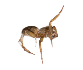 Spider on spider web