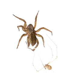 Spider on spider web