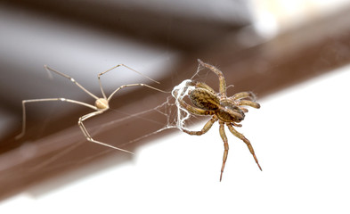 Spider on spider web