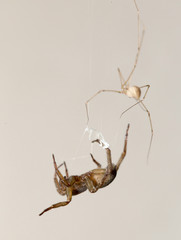 Spider on spider web
