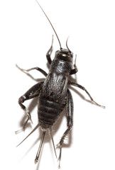 black insect cricket on white background