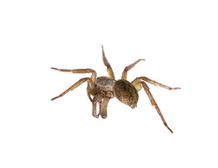Spider on spider web