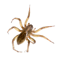 Spider on spider web