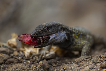 reptile
