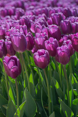 Purple Tulips - 219343420