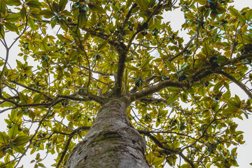 Trunk and branches of a tree Magnolia