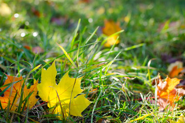 Autumn scene in a park