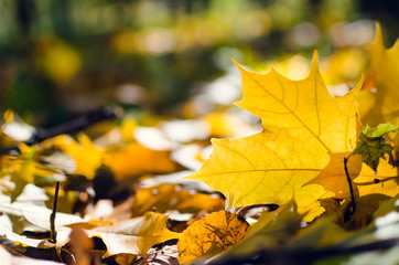 Autumn scene in a park