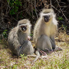 Vervet Monkeys  With Baby
