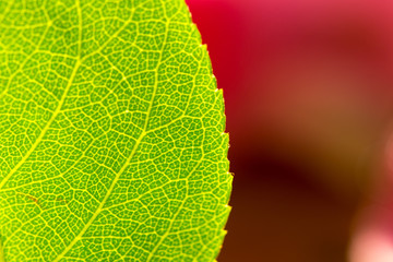 High resolution green leaf of a rose bush