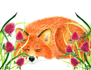 Fox sleeping in the grass. Watercolor illustration.
Fox fell asleep in the beautiful spring grass. Background for design, printing on paper, fabrics. Illustration for advertising.