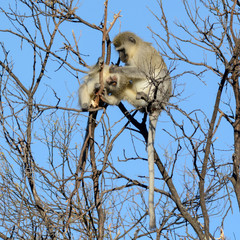 Vervet Monkey
