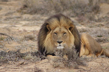 Lion in the Savannah, South Africa 