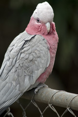 Obraz premium an Australian galah