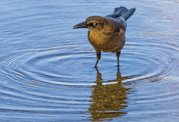 Grackle standing in a pond