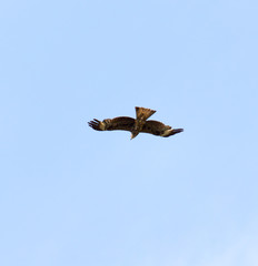 Falcon in flight over natural blue sky background