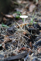 Mushroom