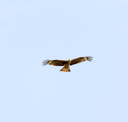 Falcon in flight over natural blue sky background