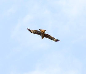 Falcon in flight over natural blue sky background