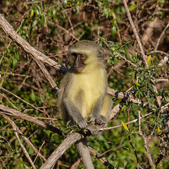 Vervet Monkey Eating