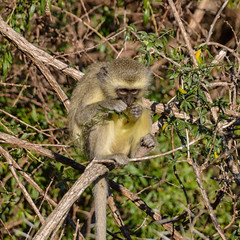 Vervet Monkey Eating