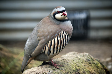 red legged partridge