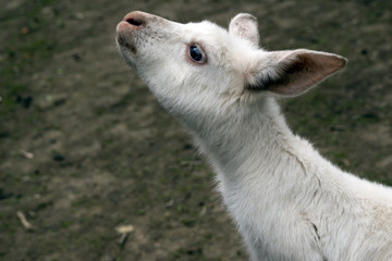 Obraz premium albino kangaroo