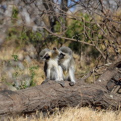 Vervet Monkey