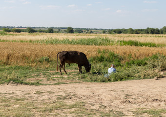 cattle in the field