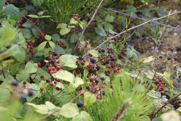 Rote und schwarze Brombeeren, sind mir einem Kiefer Baum verwachsen