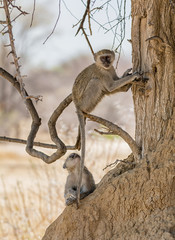 Vervet Monkeys
