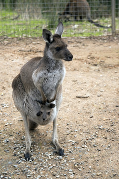 eastern grey kangaroo and joey