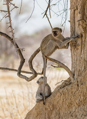 Vervet Monkeys