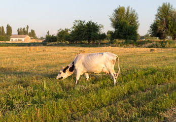 cattle in the field