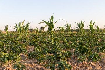Fototapeta na wymiar harvest, corn fields