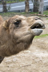camel Dromedary
