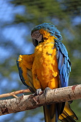 Jaune et bleu de perroquet