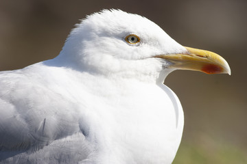 herring gull closeup