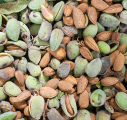 Almond harvest time: close-up view of some just picked almonds of the variety called Romana