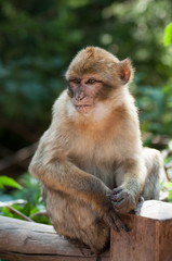 portrait of young expressive macaque sitting on wooden fence  in the forest