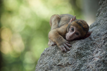 portrait of young expressive macaque on rock  in the forest